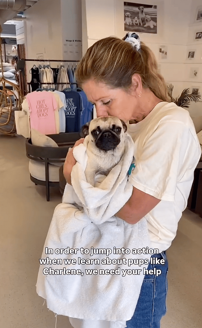 Abandoned Pug Found Wrapped in a Dirty T-Shirt, Then A Hero Found Her & Everything Changed